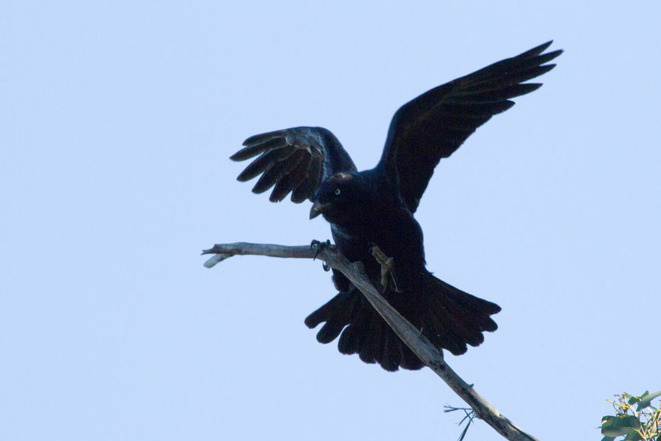 Forest Raven (Corvus tasmanicus)